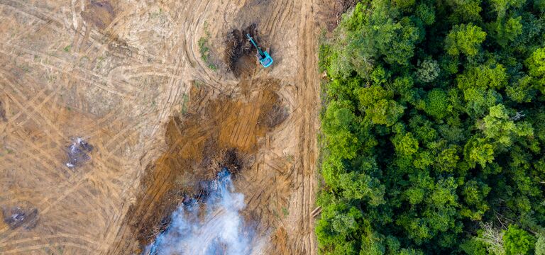/bynder-asset/bynder:805196D4-6459-4247-8FD099963109E494/Landscape_MD/COLOUR-IMAGE_deforestation_june26.jpg?1782731908000