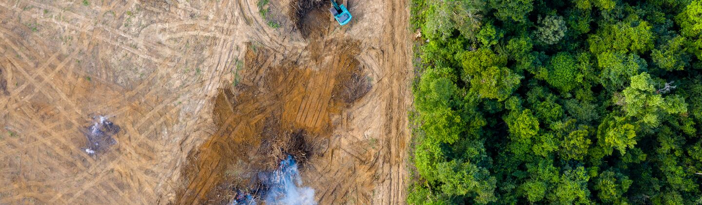 COLOUR-IMAGE_deforestation_june26