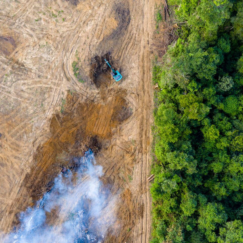 COLOUR-IMAGE_deforestation_june26