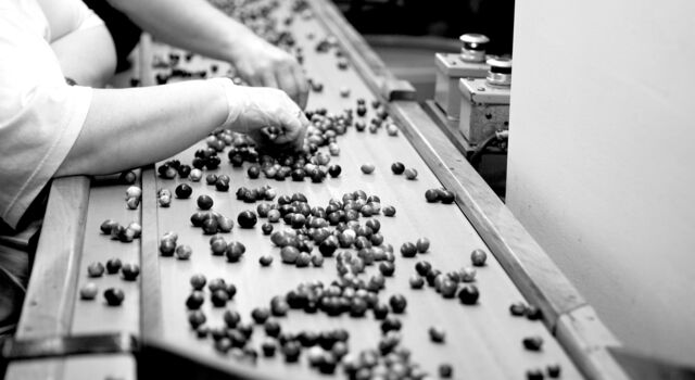 SINGLE-IMAGE_fruit-being-sorted-on-conveyor_nov23